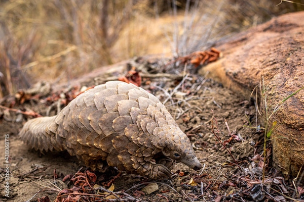 Fototapeta Ground pangolin crawling in the bush.