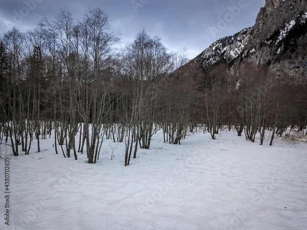 Fototapeta snow covered trees