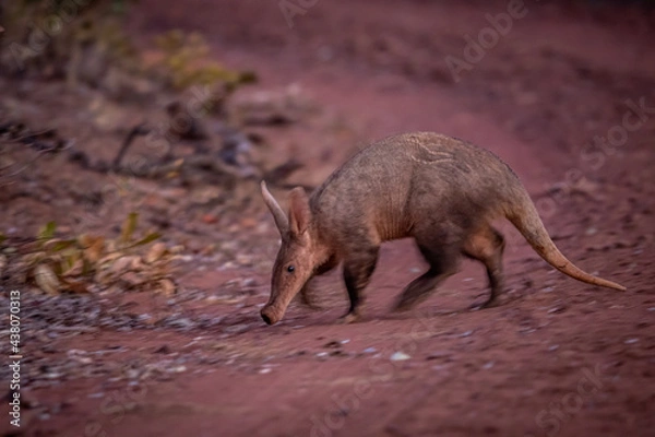 Obraz Aardvark crossing a dirt road.