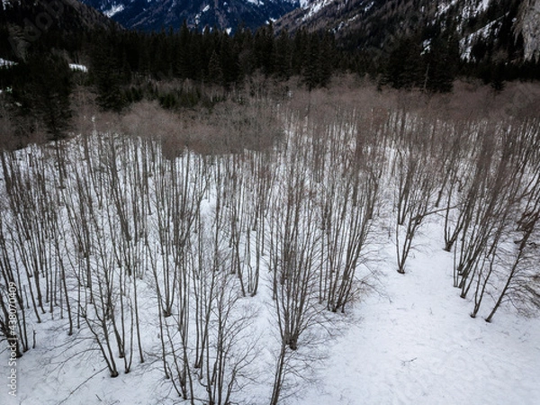 Fototapeta forest in winter