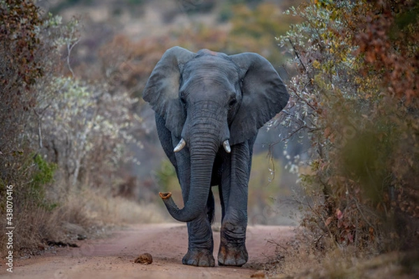 Fototapeta Big Elephant bull walking towards the camera.