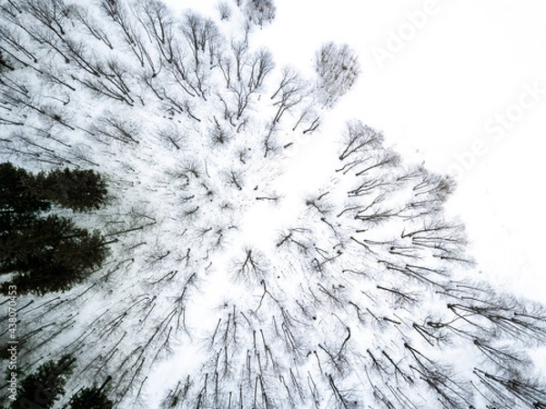 Fototapeta snow covered branches