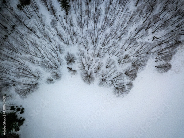 Fototapeta snow covered tree