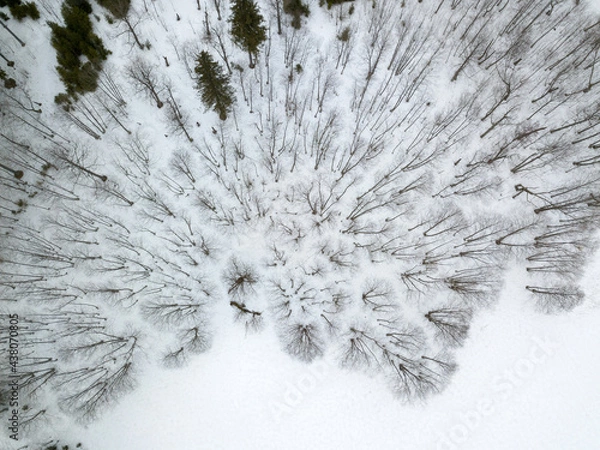 Fototapeta snow covered branches