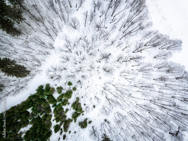Fototapeta snow covered tree