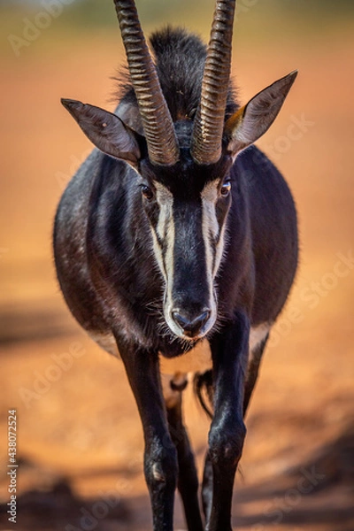 Obraz Sable antelope starring at the camera.