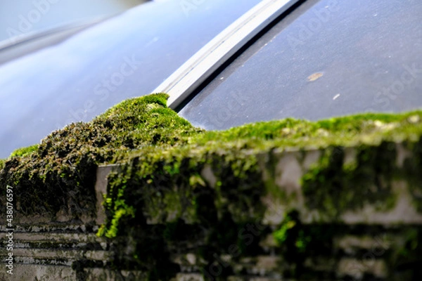 Fototapeta 車庫に積もる苔の塊