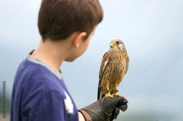 Obraz a youngster holding a hawk