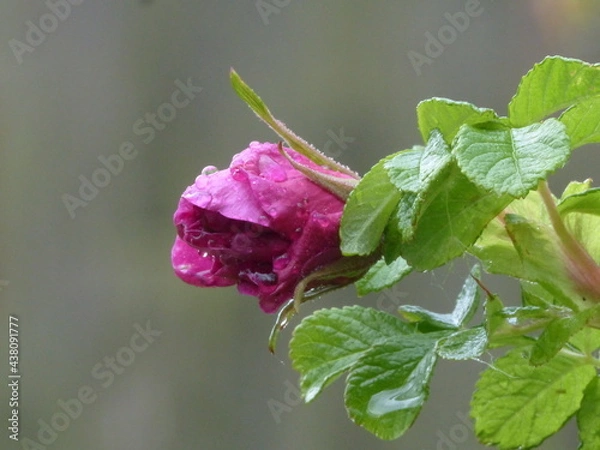 Fototapeta pink rose