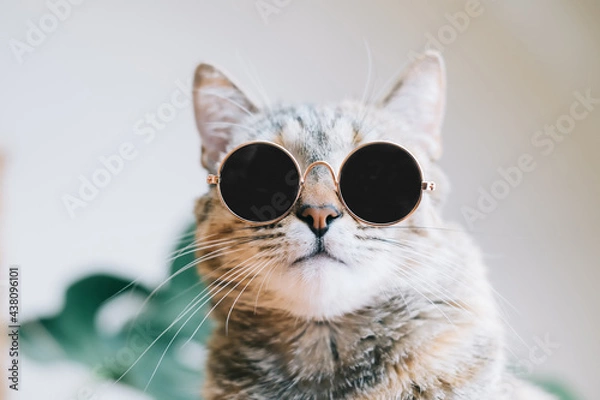 Obraz Fashionable cat in black sunglasses. Looking at camera.