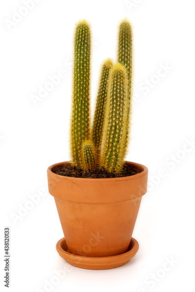 Obraz Spiky cactus in plant pot isolated on completely white background.