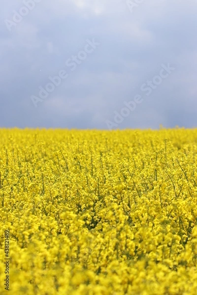 Obraz blühender Raps auf einem Rapsfeld