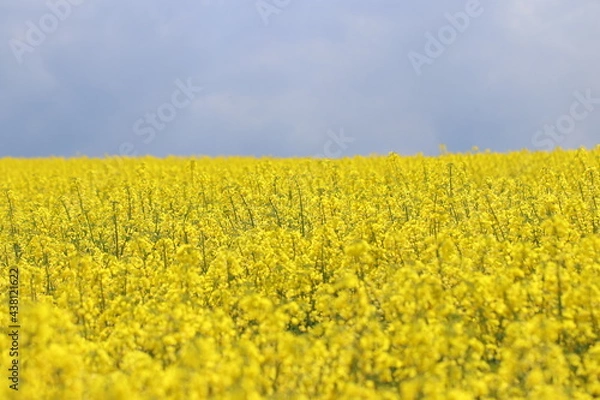 Obraz blühender Raps auf einem Rapsfeld