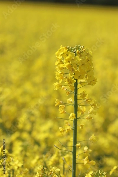 Obraz blühender Raps auf einem Rapsfeld
