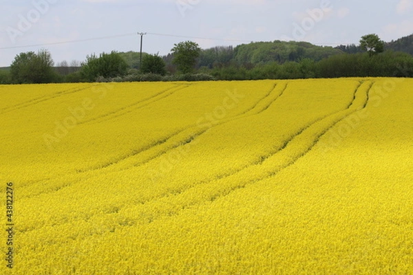 Obraz blühender Raps auf einem Rapsfeld