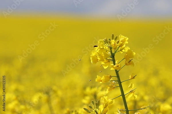 Obraz blühender Raps auf einem Rapsfeld