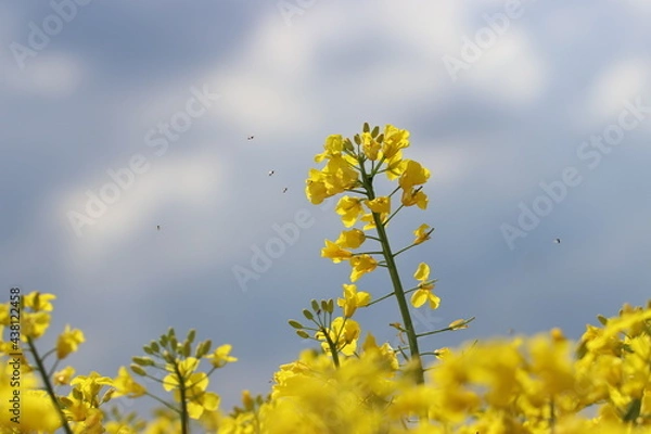 Obraz blühender Raps auf einem Rapsfeld