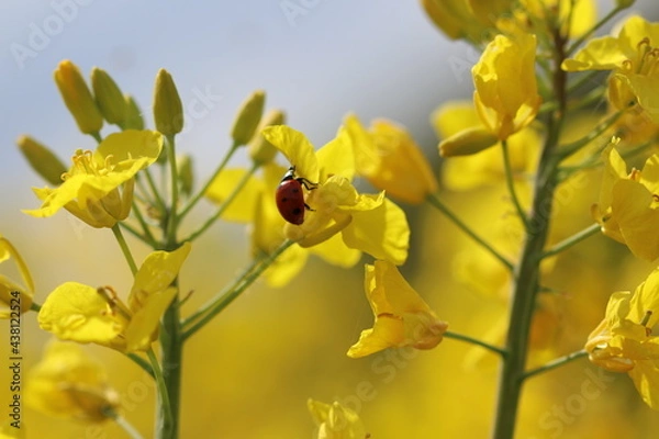 Obraz blühender Raps auf einem Rapsfeld