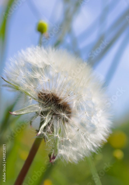 Fototapeta dandelion seed head