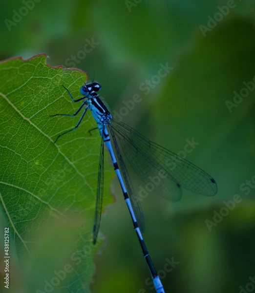 Fototapeta blue dragonfly on leaf