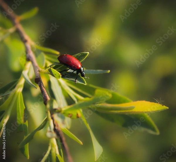 Fototapeta red bug on a leaf