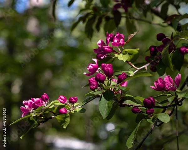 Obraz pink and white flowers