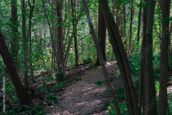Obraz footpath in the woods