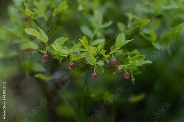 Obraz red currant bush