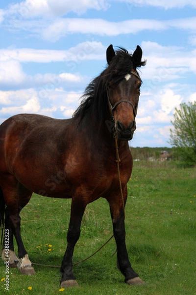 Obraz horse on a meadow