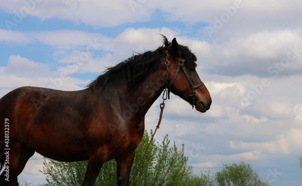 Fototapeta horse in the field