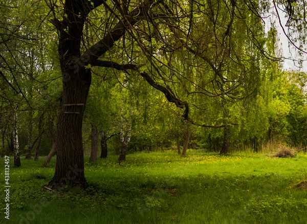 Fototapeta Fairy tree in the forest