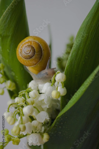 Fototapeta Snail and lilies of the valley