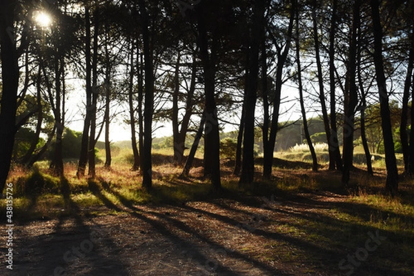 Fototapeta sunset in the forest with the shadow of the trees backlit on the road
