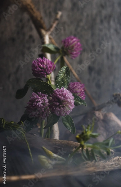 Obraz Blooming clover with background