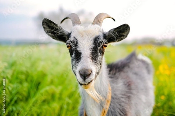 Fototapeta Portrait of the goat in field .Close up.Farm milk agricultural content