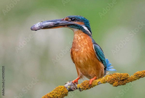 Fototapeta Alcedo atthis Zimorodek Common kingfisher