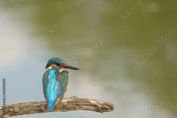 Fototapeta Pescaras albastru - Kingfisher - Alcedo atthis