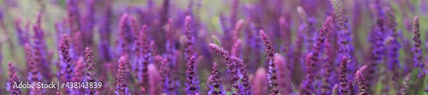 Obraz Blooming field with purple sage. Floral background.