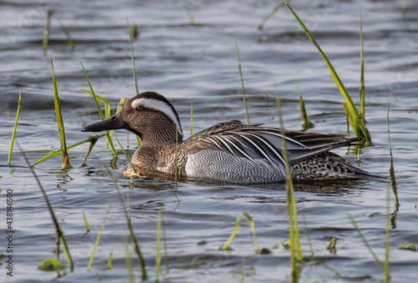 Fototapeta Spatula querquedula Cyranka zwyczajna Garganey