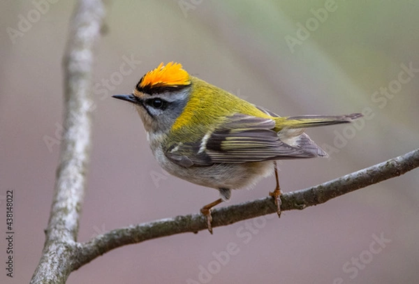 Fototapeta Regulus ignicapilla Zniczek Common firecrest