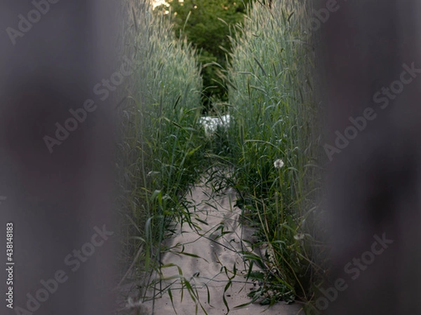 Obraz dew on the grass