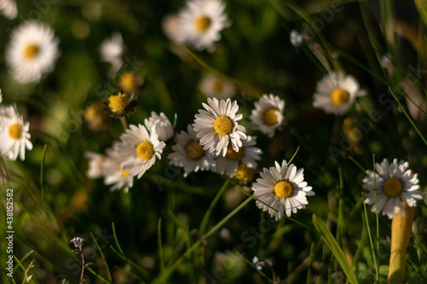 Obraz daisies in the grass