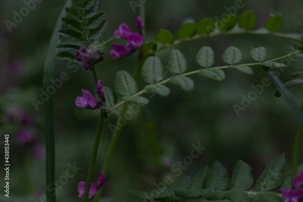 Obraz flower in the garden