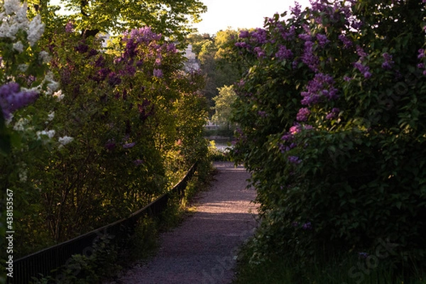 Obraz spring in the park