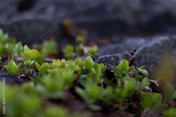 Obraz green moss on the tree