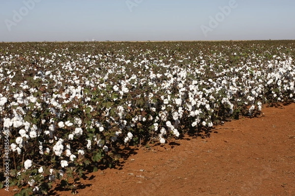 Fototapeta ALGODÃO