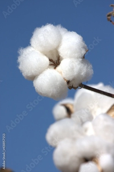Fototapeta ALGODÃO