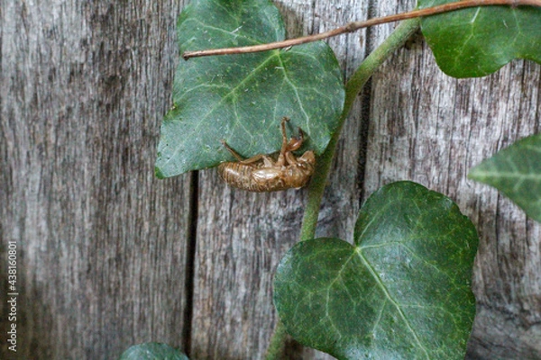 Obraz Cicada - Brood X