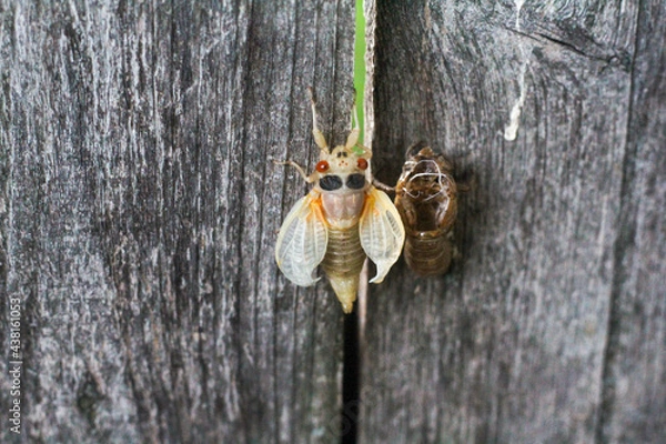 Obraz Cicada Nymph insects - Brood X