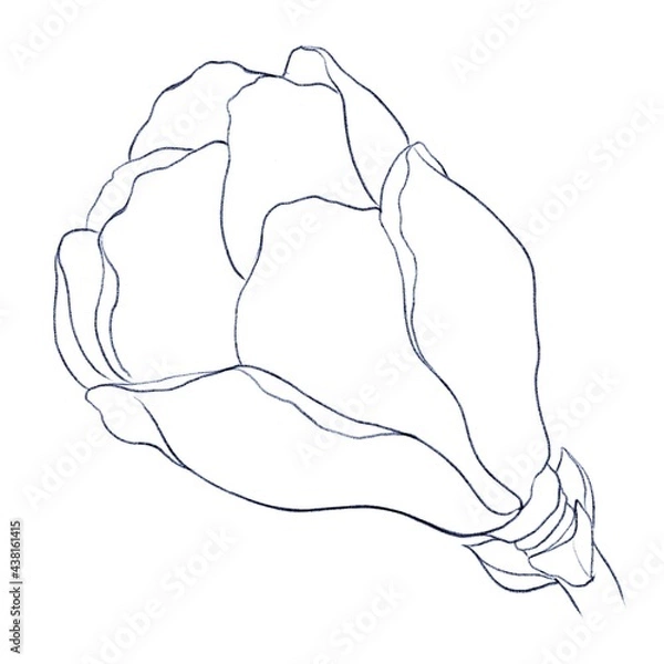 Fototapeta Outline drawing of a magnolia flower, an unopened bud with a twig on a white background